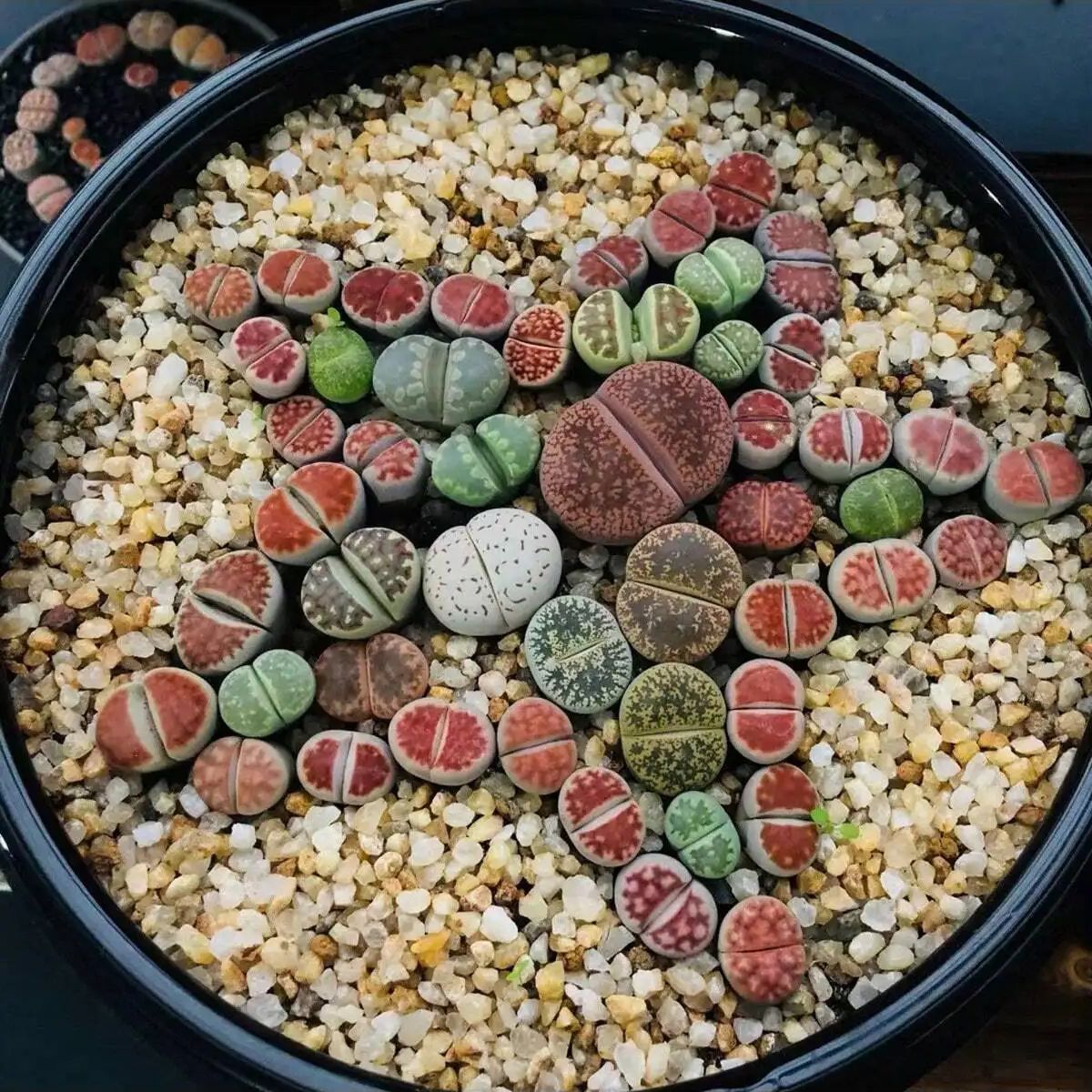 1pc-250g Natuurlijke Kristalle - Marine Aquarium Hobby recensie en prijs