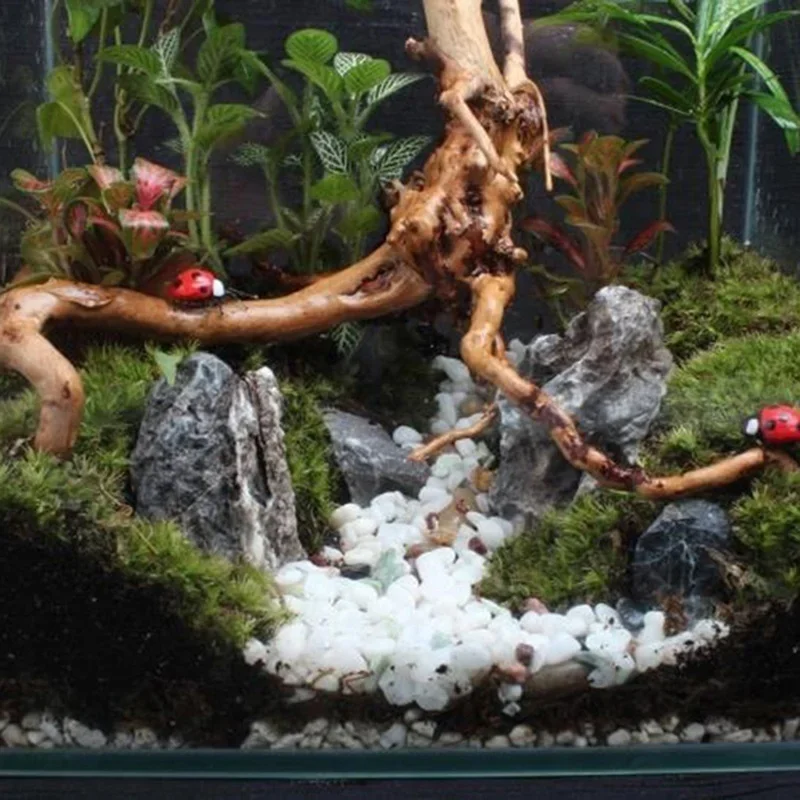 Natuurlijke Boomstam Drijfhout - Marine Aquarium Hobby recensie en prijs