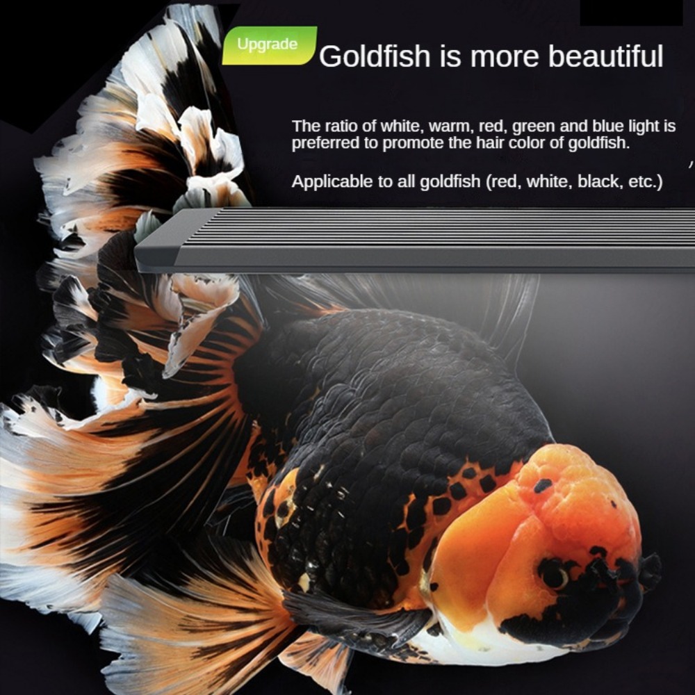 Aquariumverlichting met optisc - Marine Aquarium In Clearwater recensie en prijs