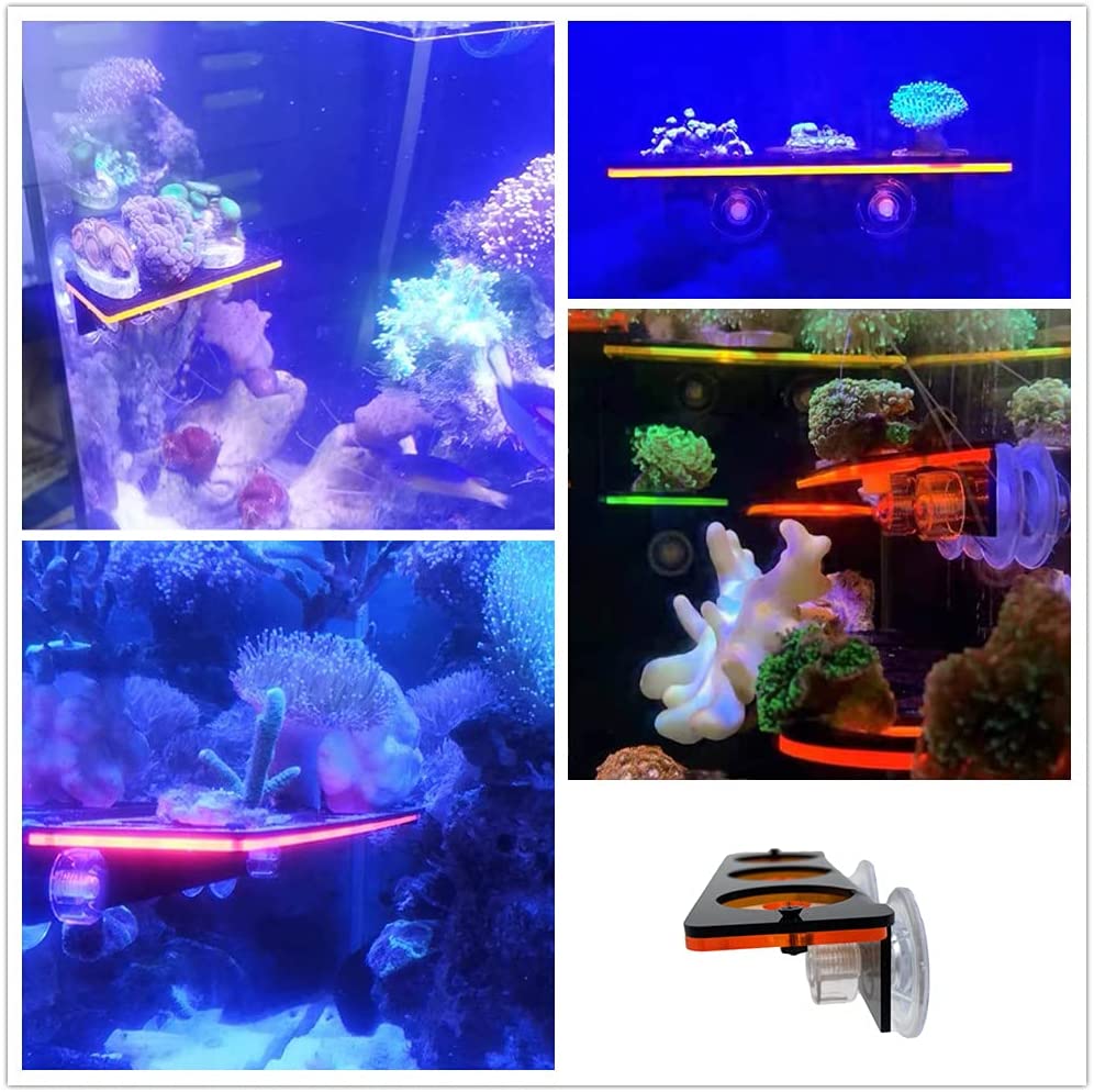 Fluorescerend Koraal Frag Plug - Marine Aquarium Hobby recensie en prijs