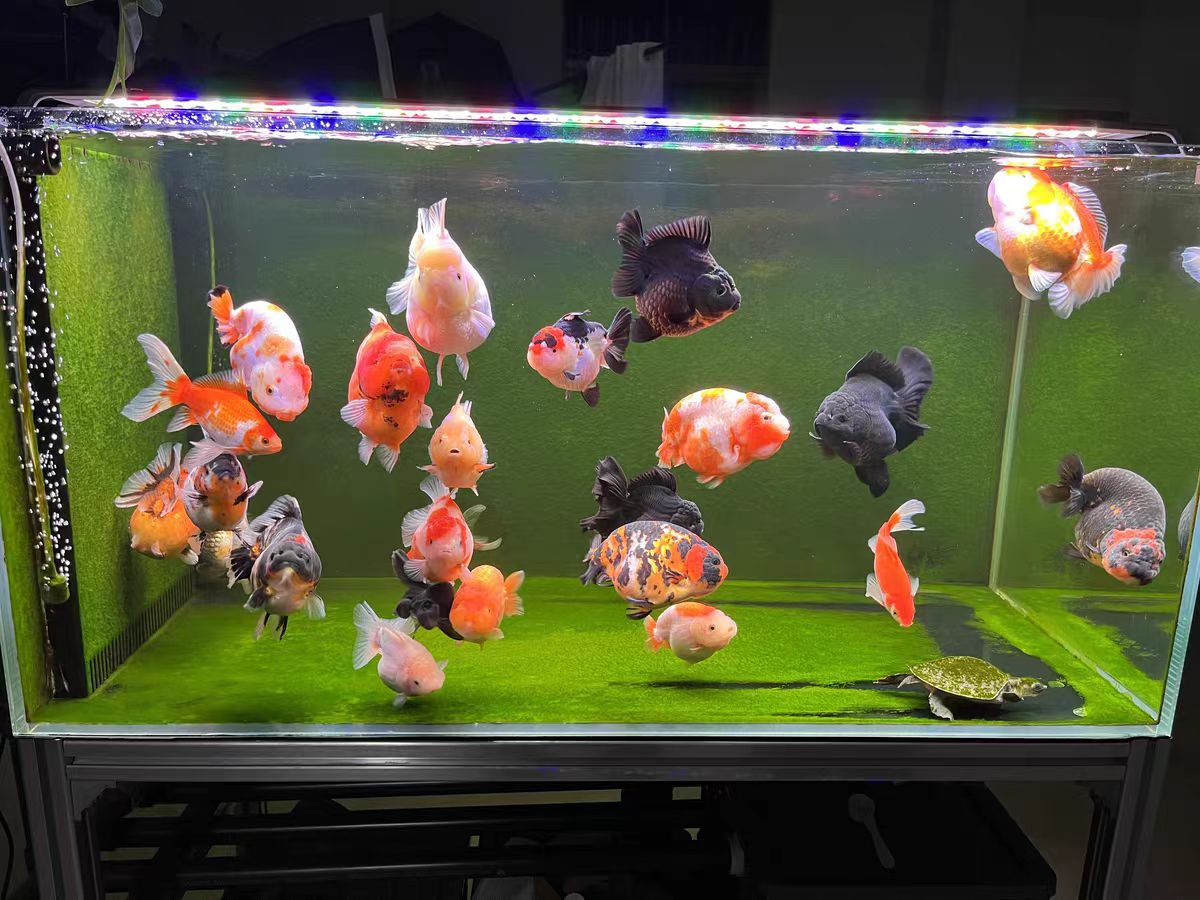 LED aquariumverlichting voor v - Marine Aquarium In Clearwater recensie en prijs